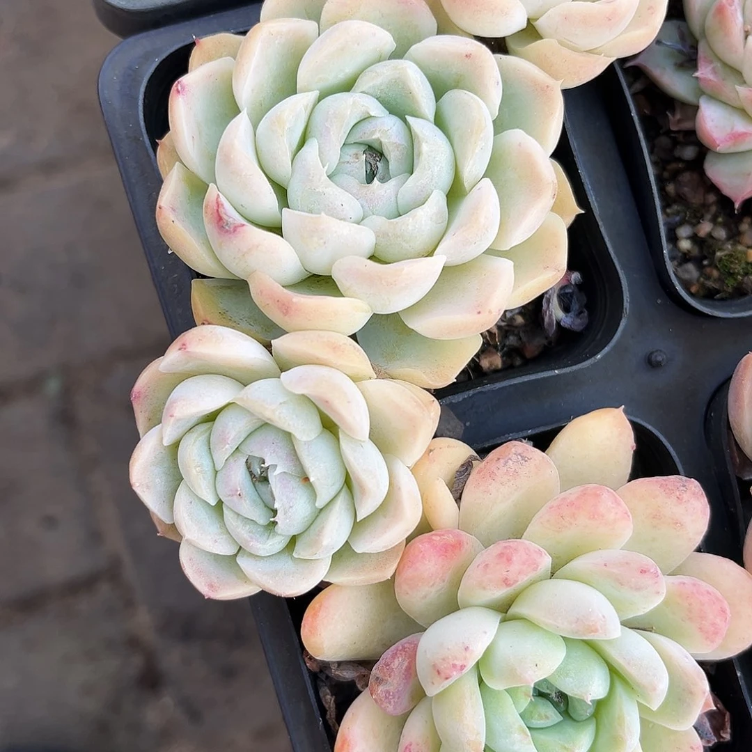 英***子132多肉植物提取天然成分精华