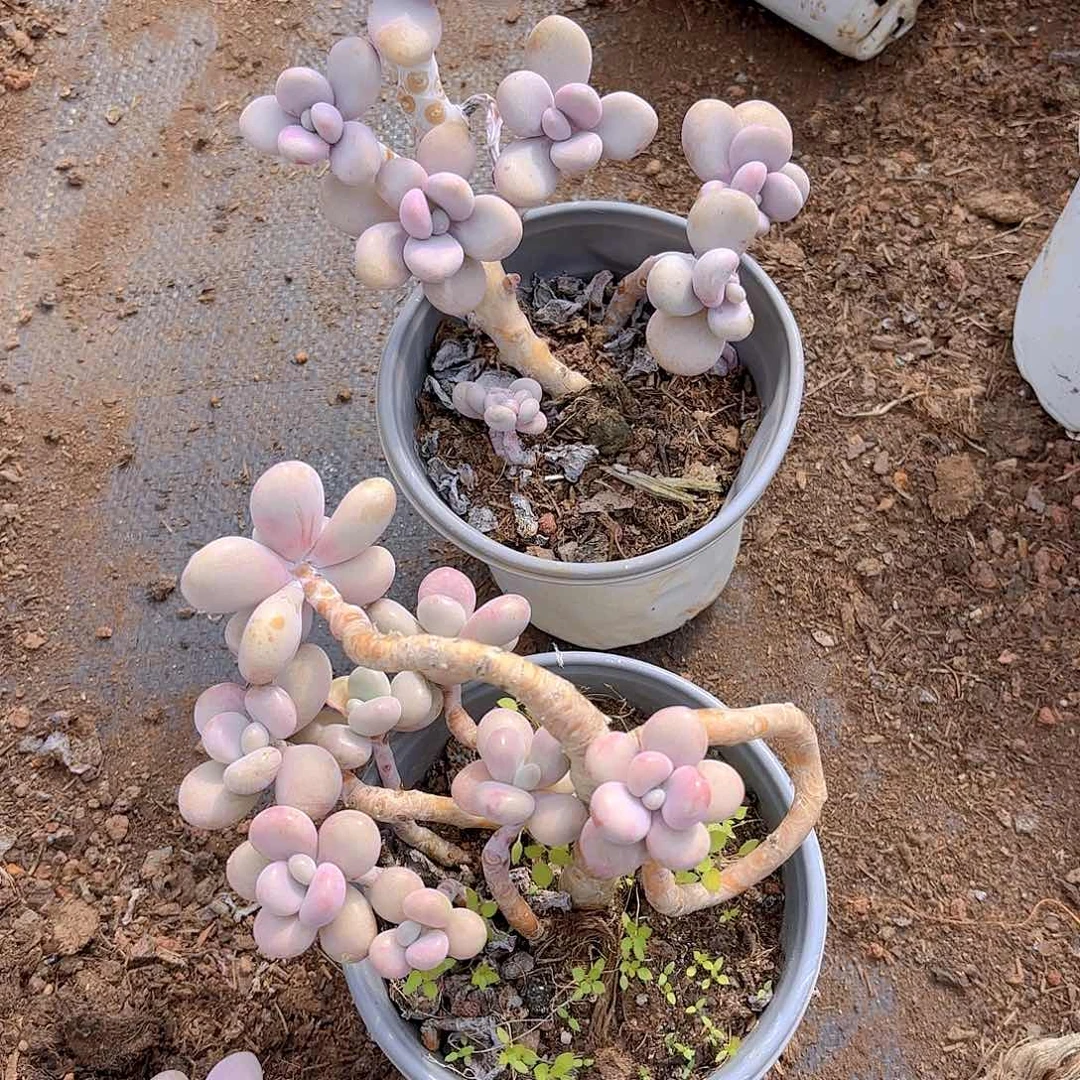 两颗圆叶小桃蛋多肉植物