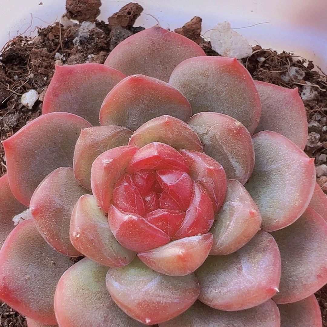 琴心单头19包邮多肉植物