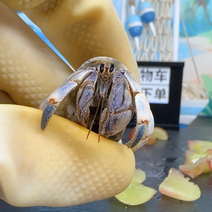 A56紫陆豆1.6cm口径