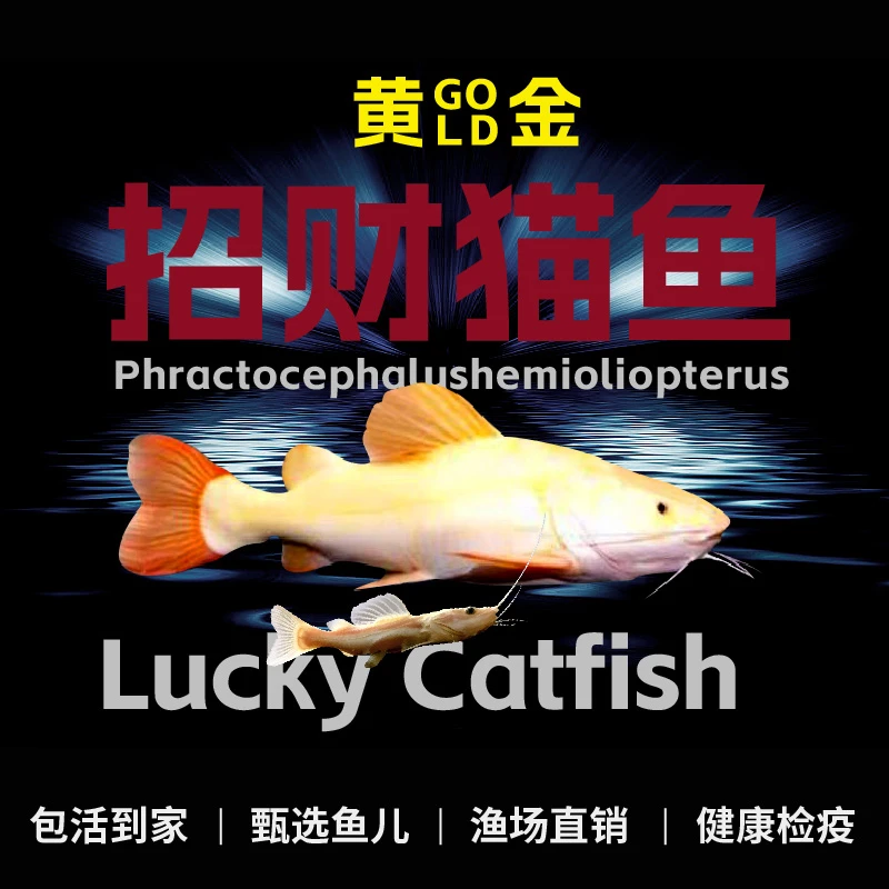 黄金招财猫鱼观赏鱼龙鱼高端配鱼中大型热带鱼
