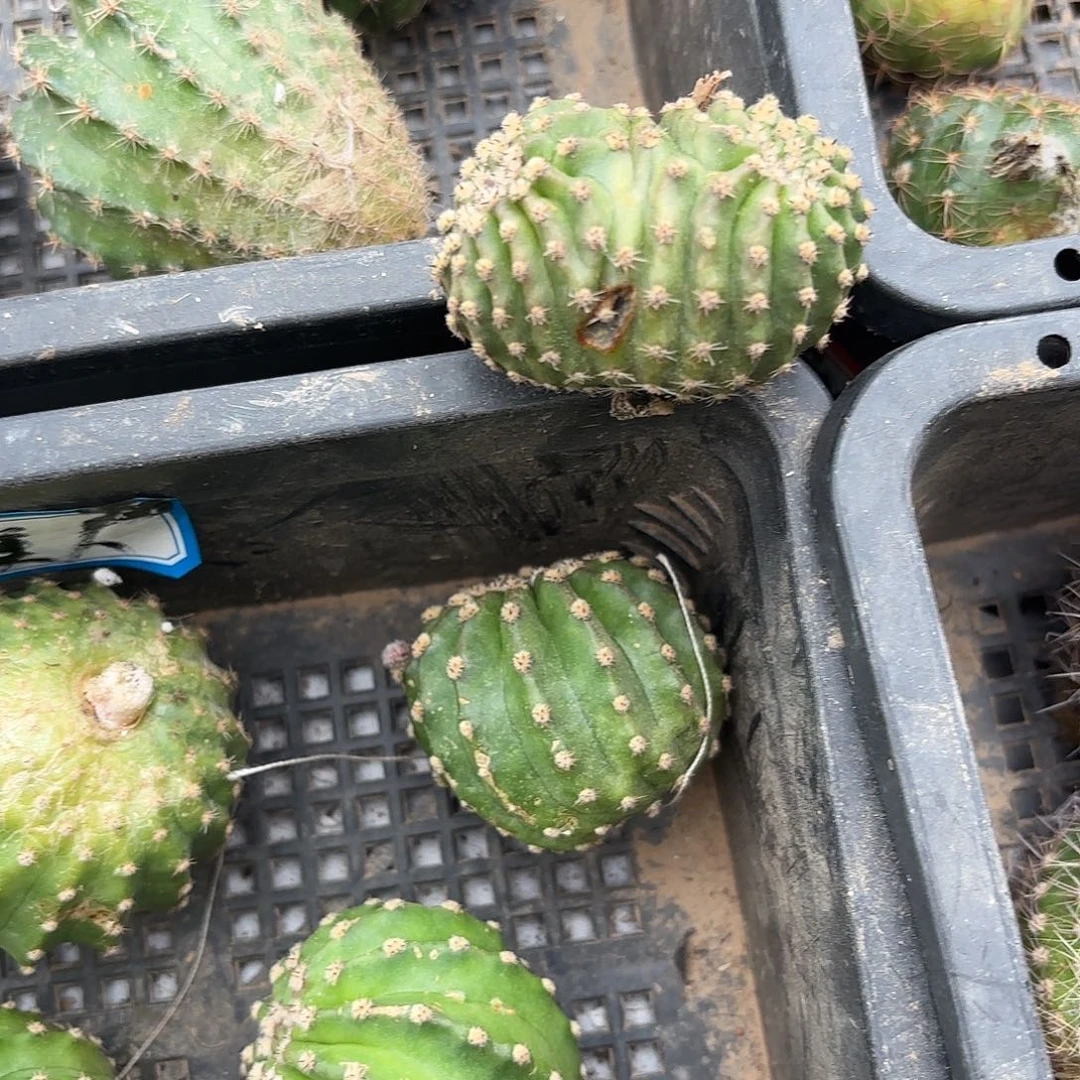 芯*醉花黑美人侧牙20包邮仙人球