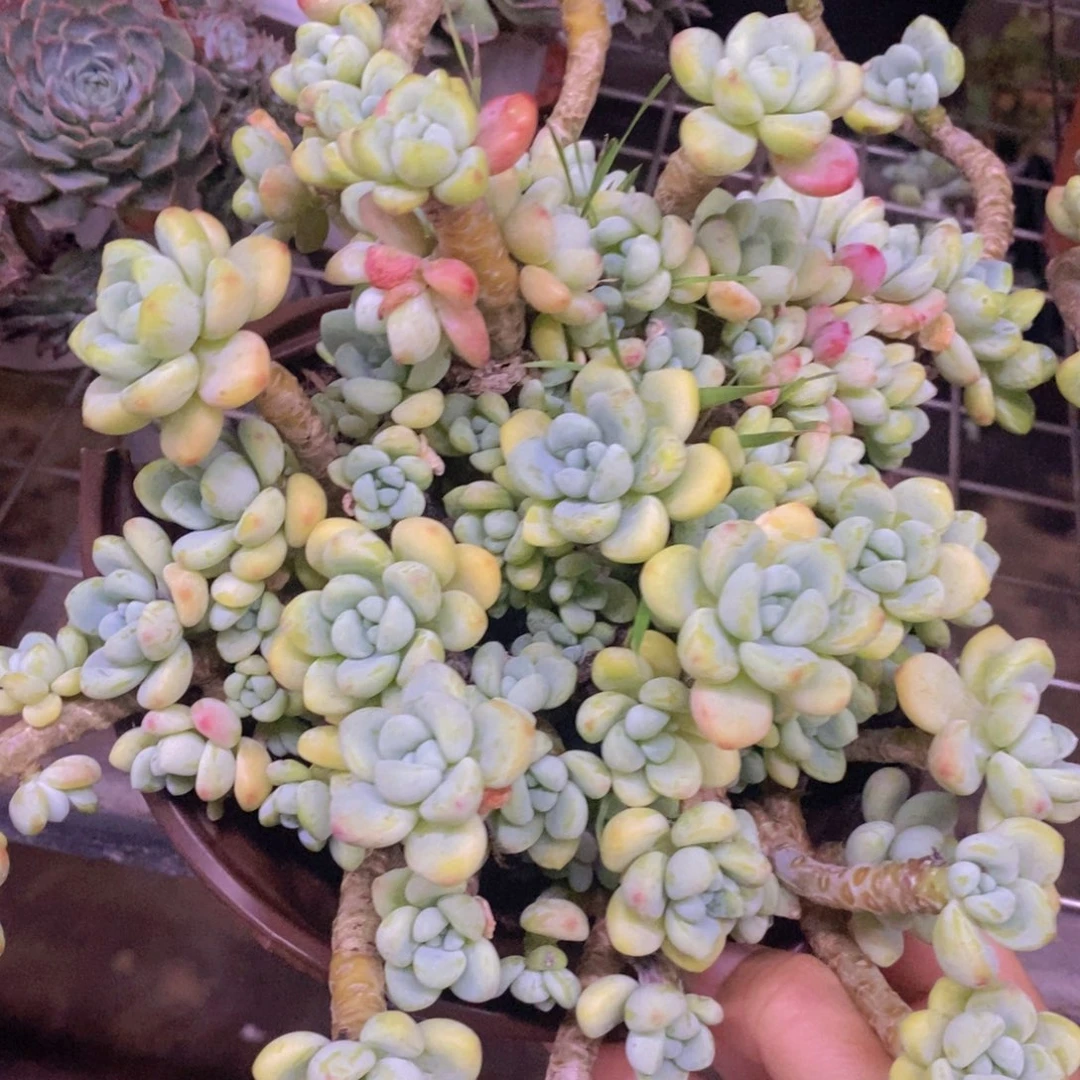 劳尔整桩整群老桩