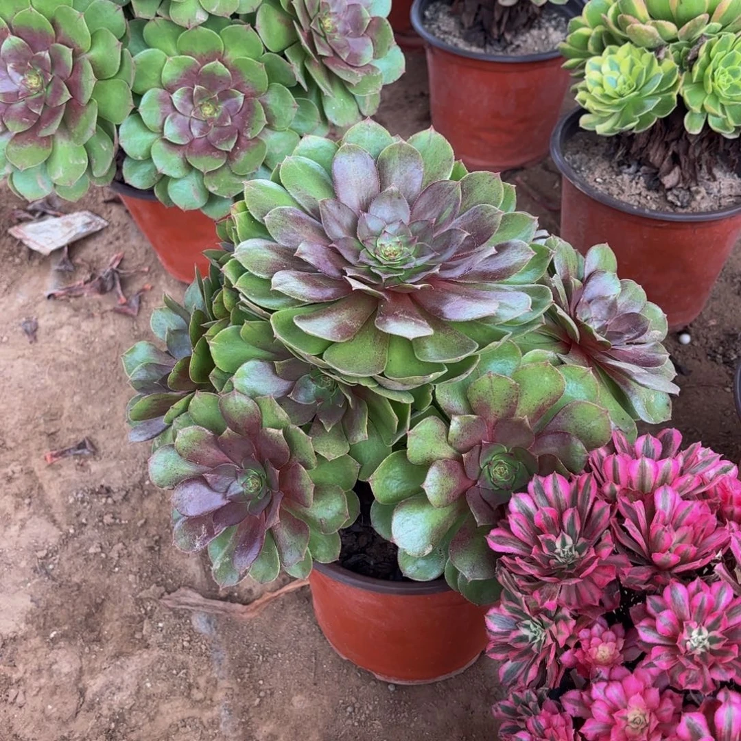 红心沙拉碗9.9法师多肉