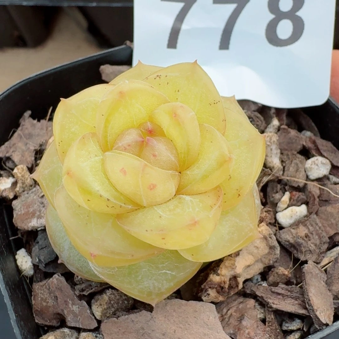 模特玛瑙珍妮       多肉植物