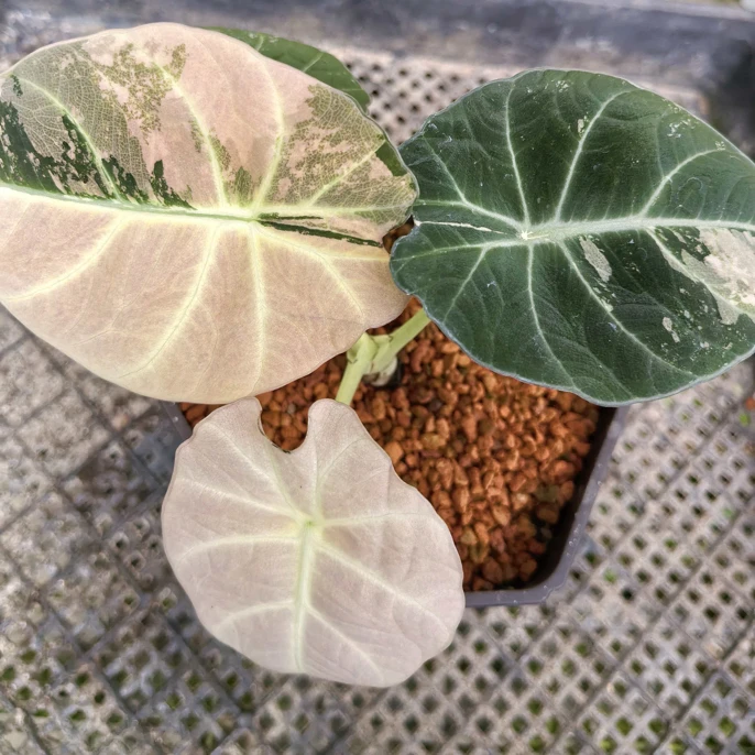 黑天鹅粉锦网红绿植清新好看好养室内家居盆栽