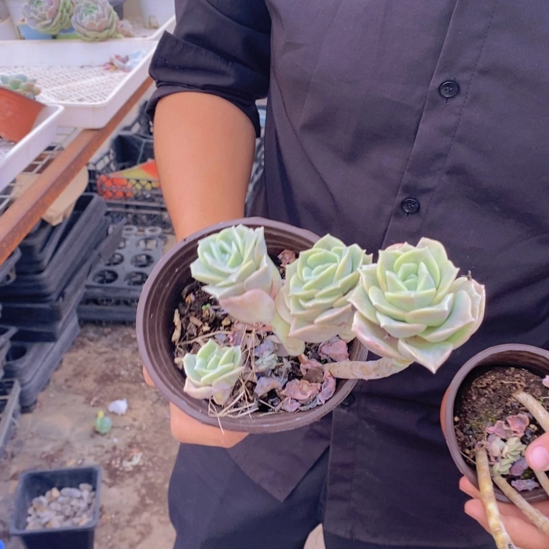 大长腿可爱玫瑰三盆