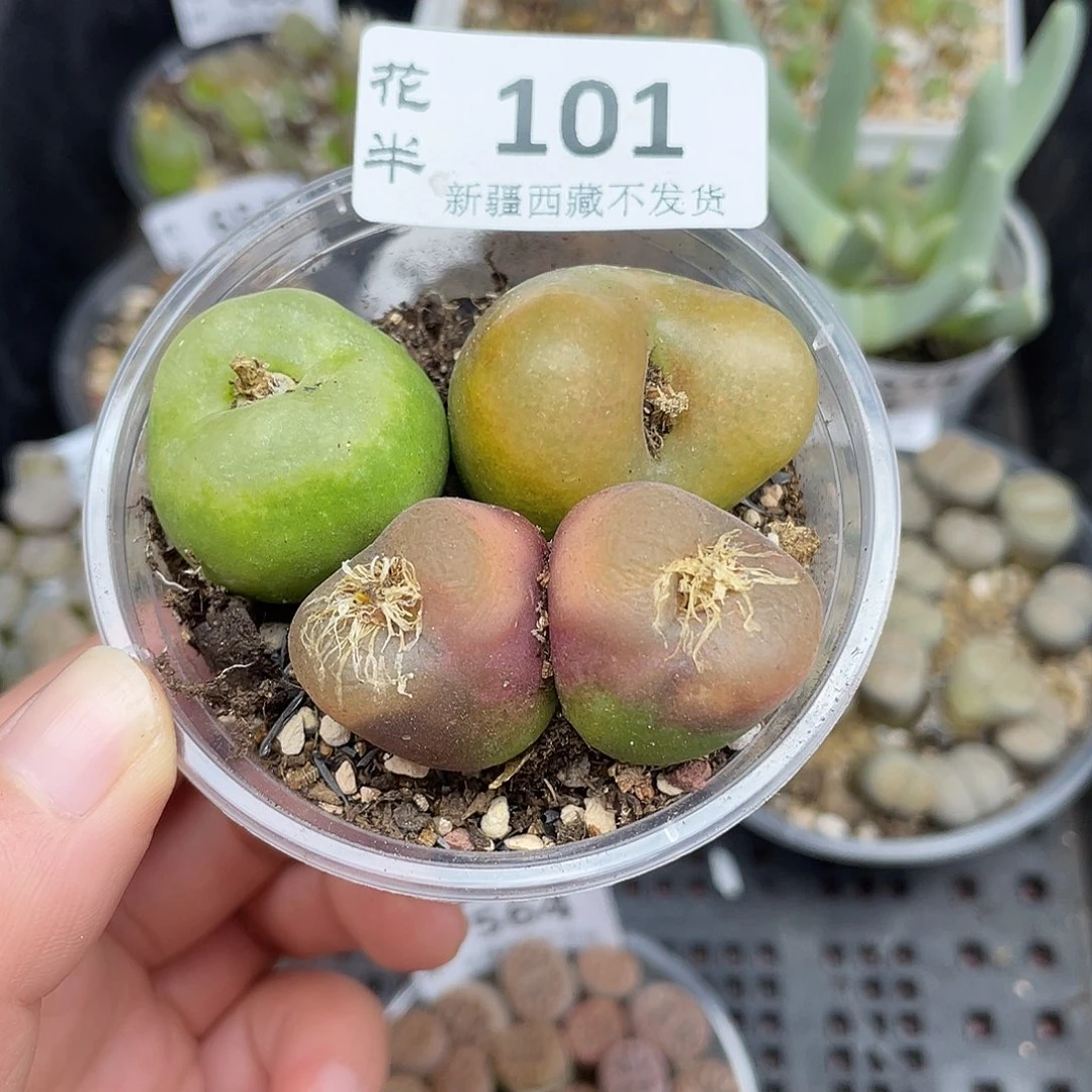 101000000花花花花花花