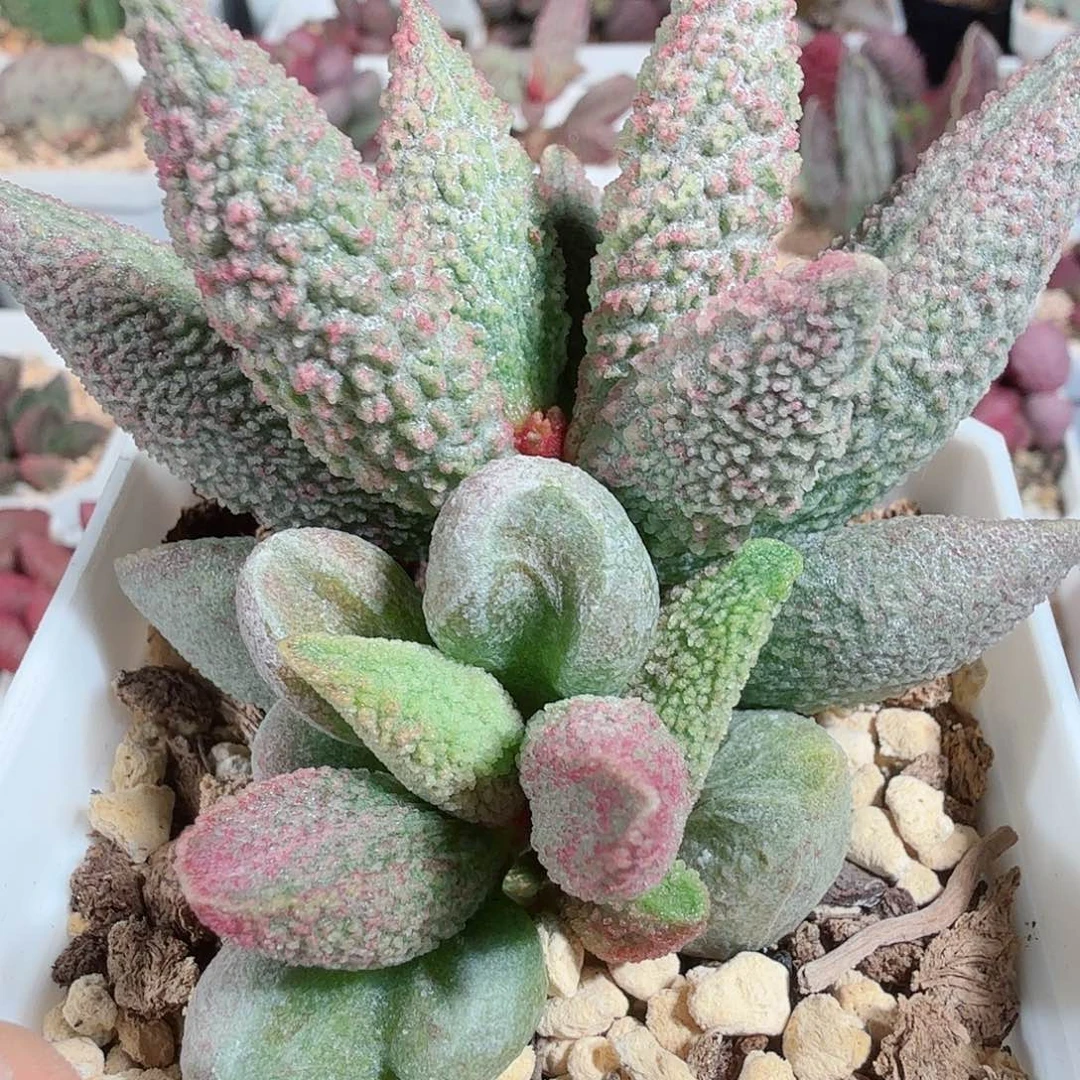 朱杂