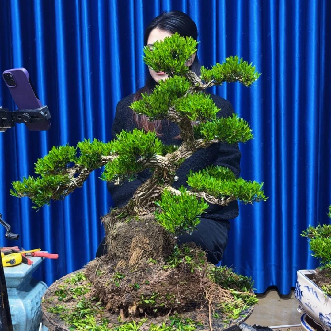 【闪购商品】广东雀舌黄杨盆景