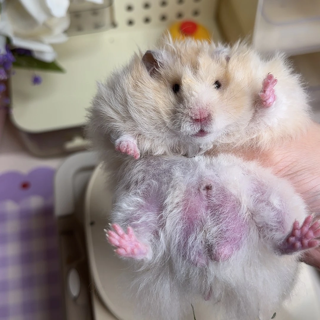 20卷毛黄弟弟3.26生日