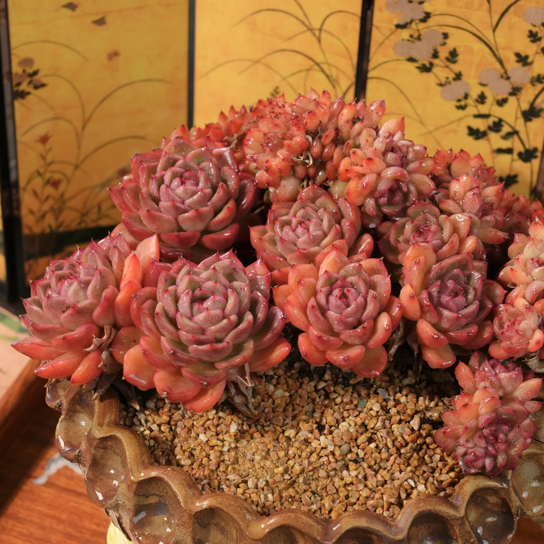 【从前慢甄选】彩票缀多肉  精品量拍链接