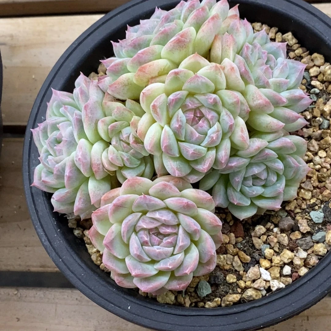 精品多肉一物一拍不包整264