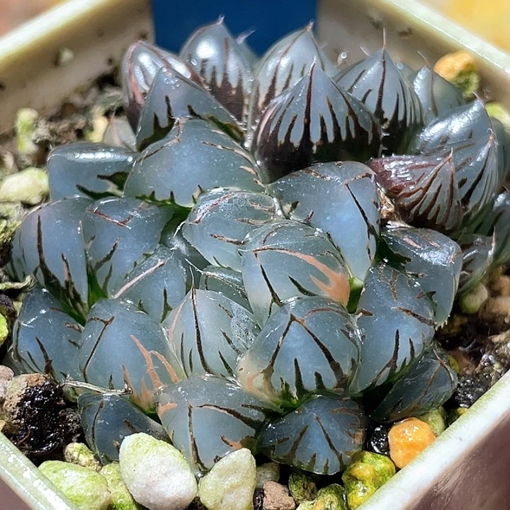 637双头水中月锦特选福利