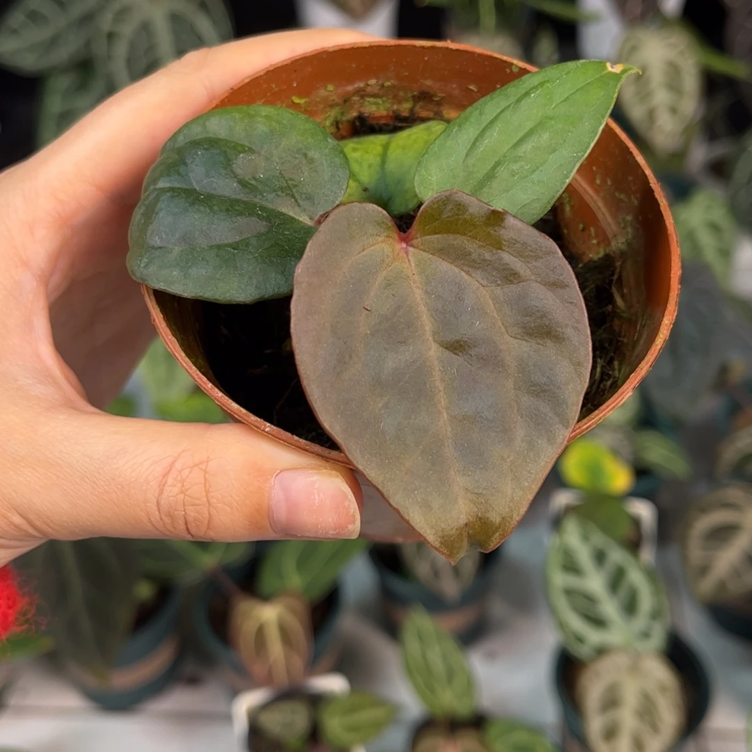 无花朵007 紫水晶X奢华