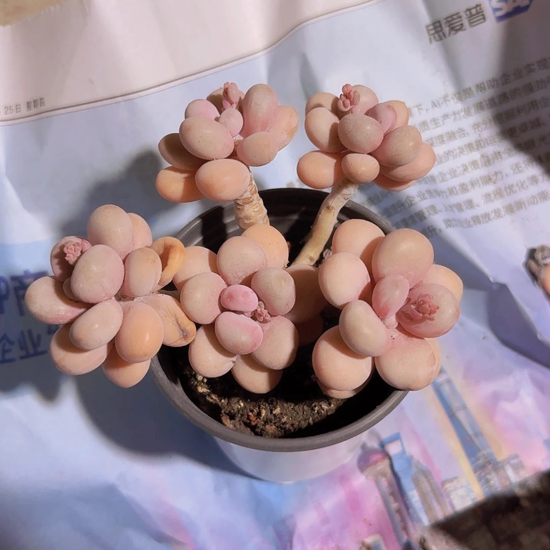 恋恋专拍一物一拍