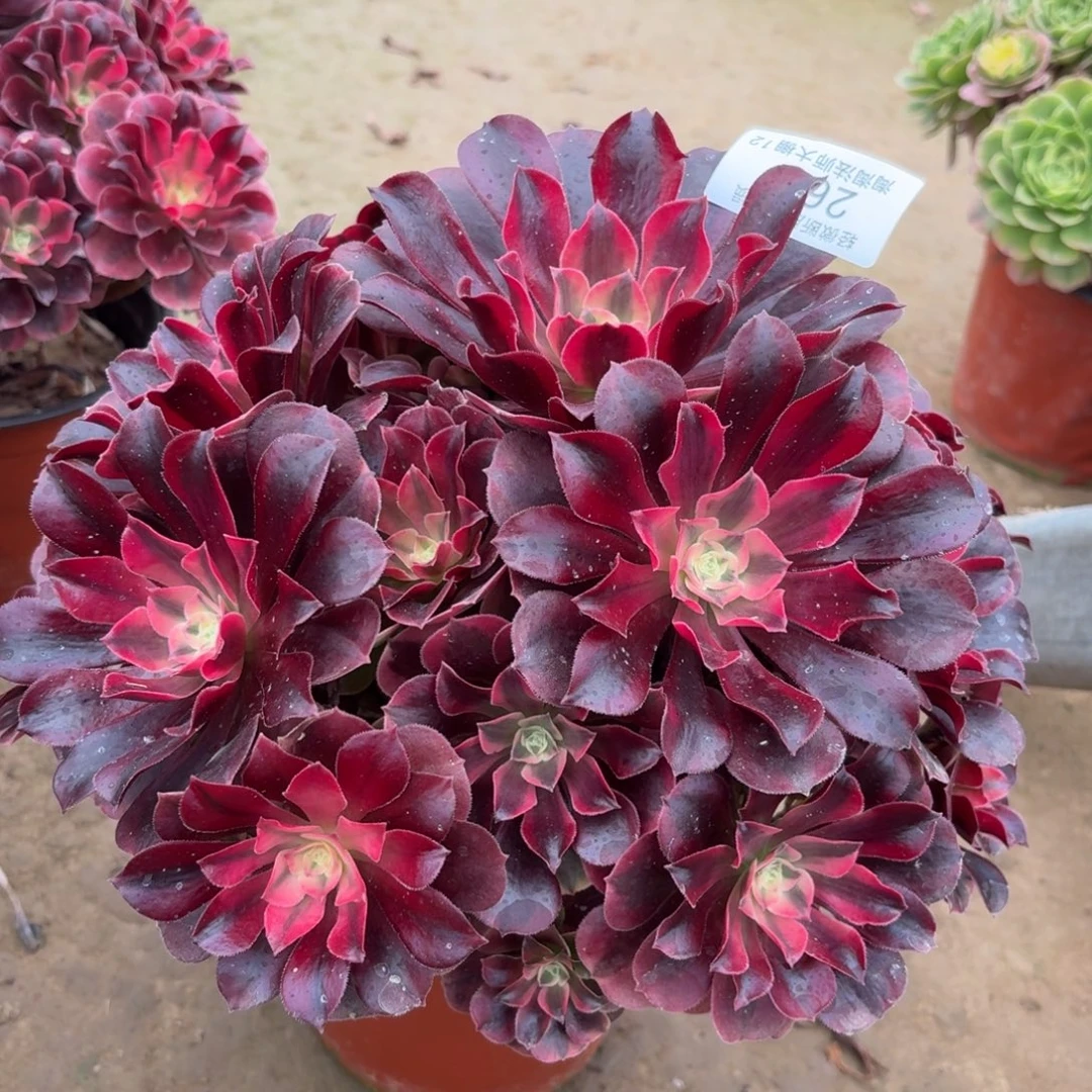 268美杜莎多肉植物法师