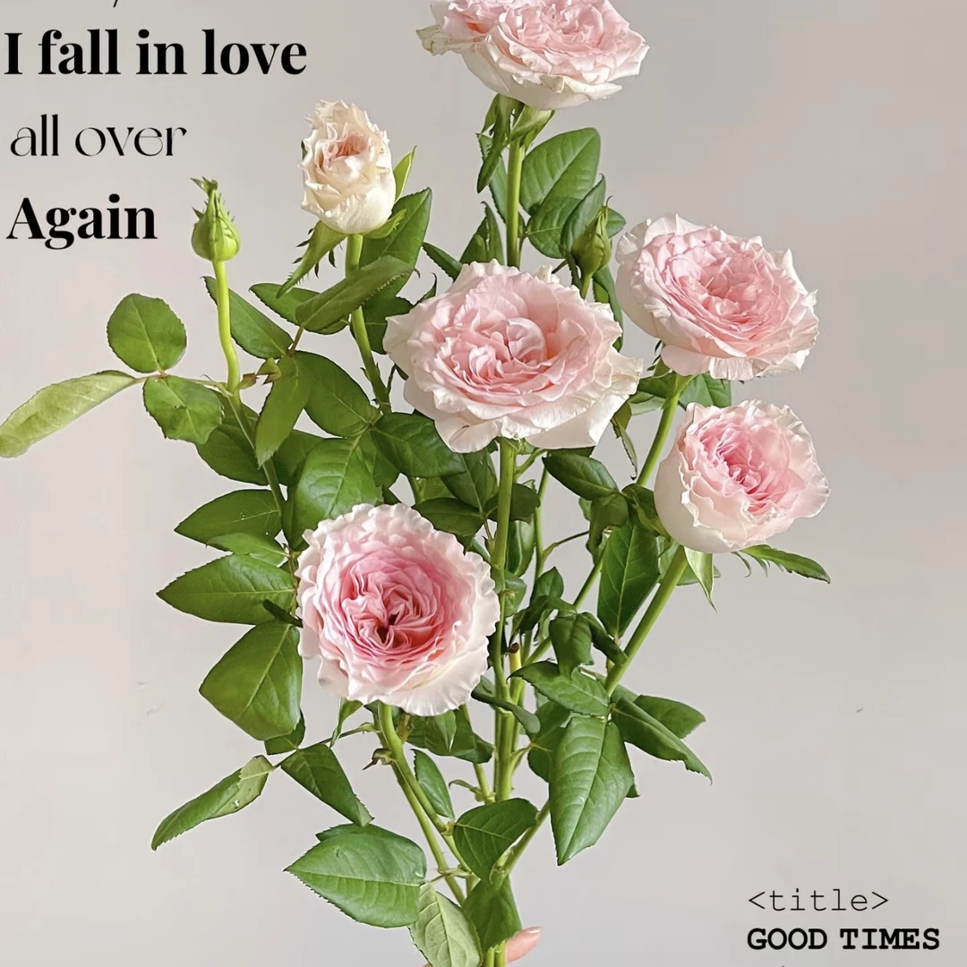 两件包邮！多头洛神玫瑰10支（20%以内不售后)