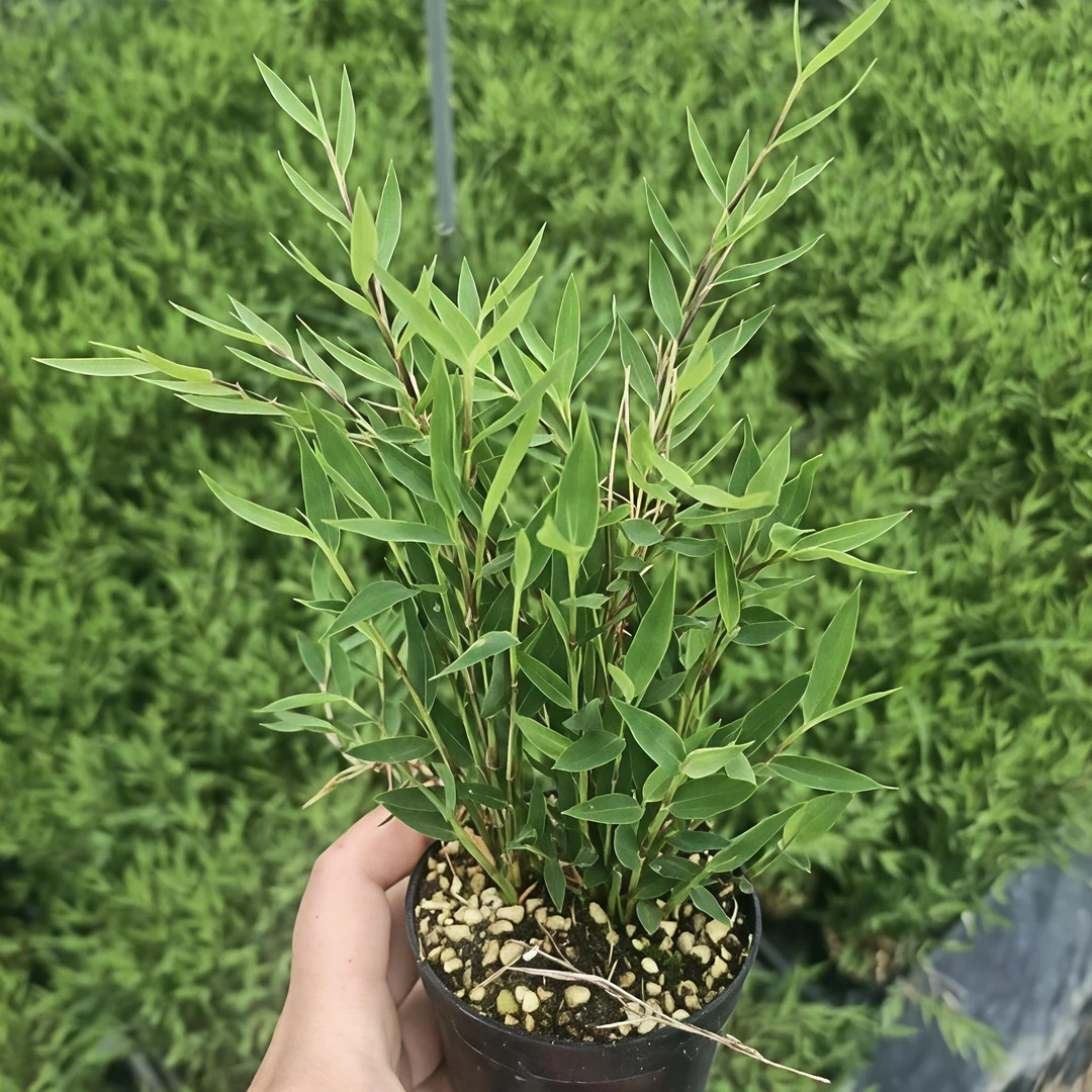 办公室净化绿植盆栽禅意水培植物景观竹绿植竹子苔藓球竹子