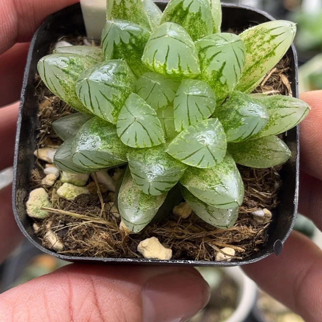 333雨斑霓虹灯发发发发发发