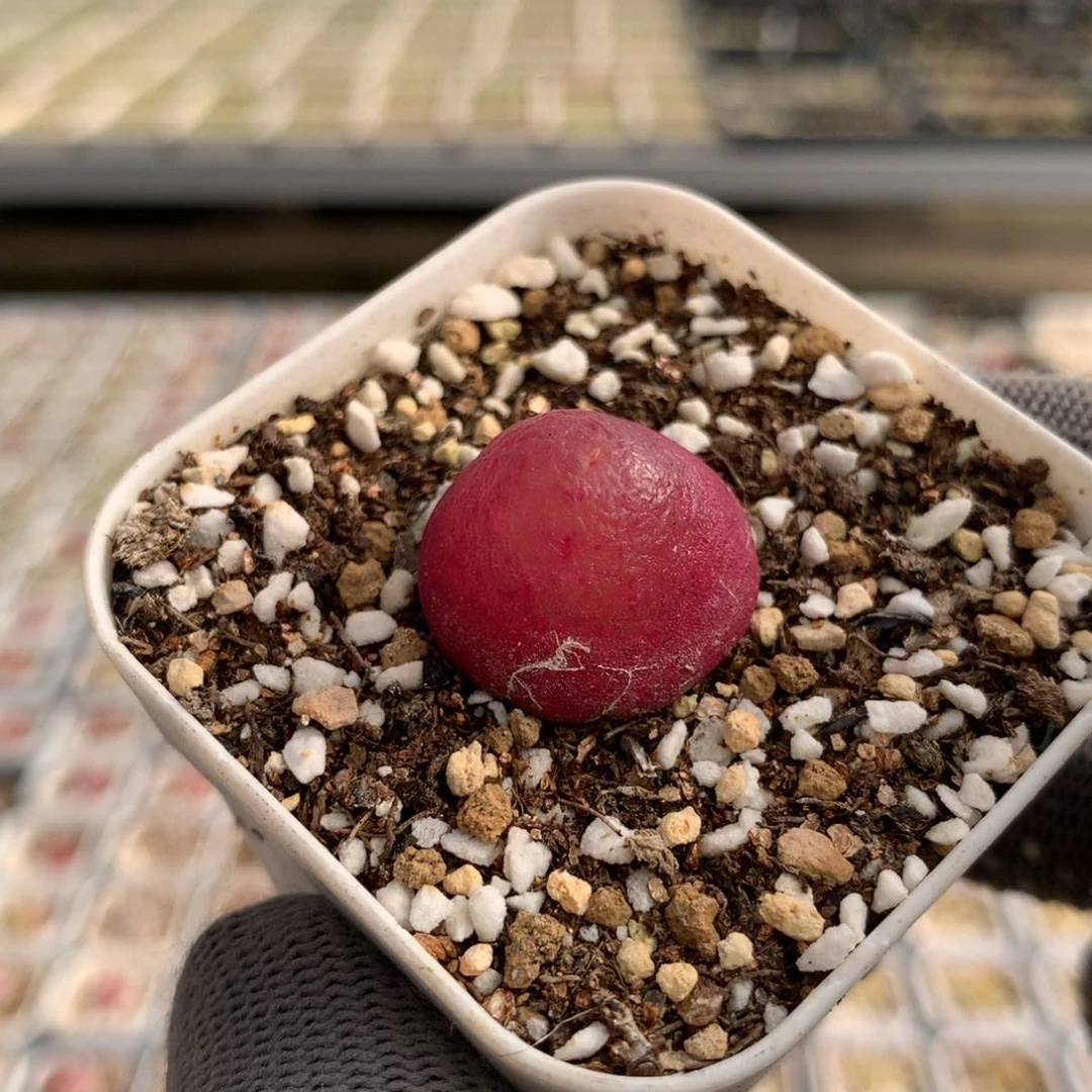 130灯泡母本一颗