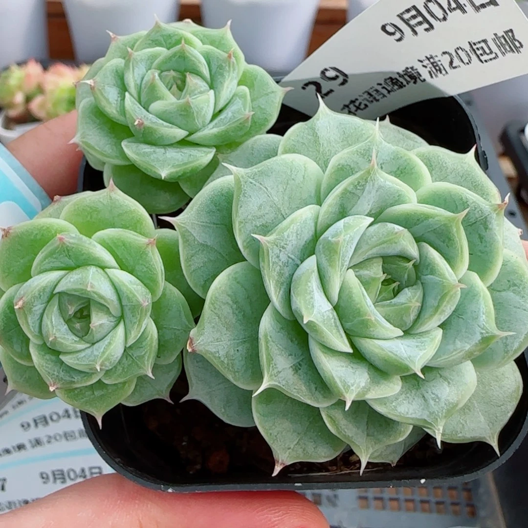 花语逸镜0904-29整