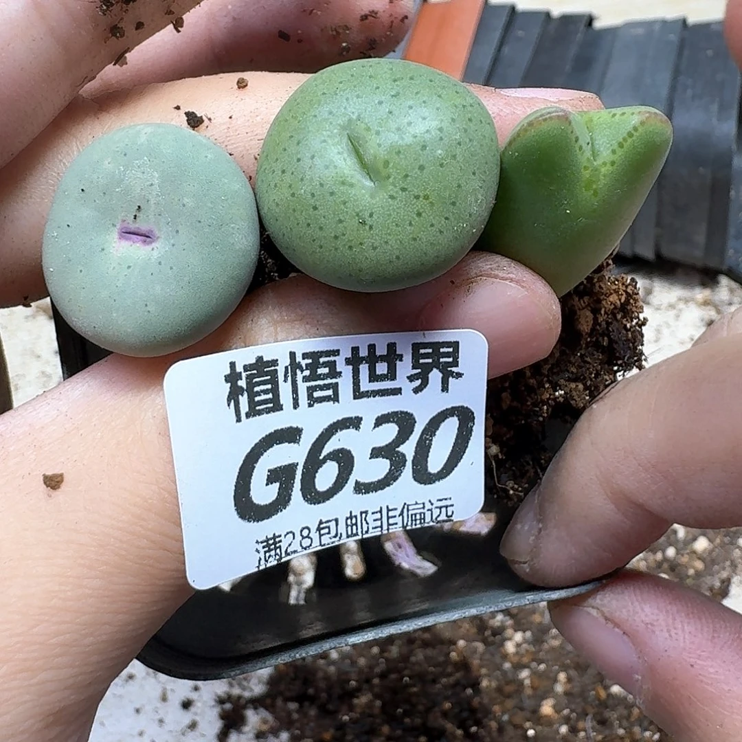 多肉植物的润泽fgnmm