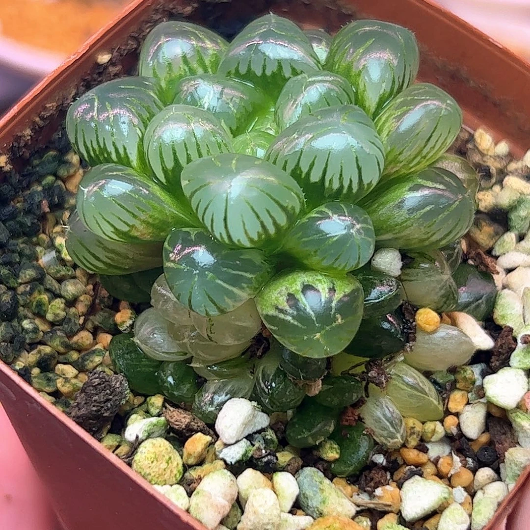 姬玉露锦十二卷多肉植物