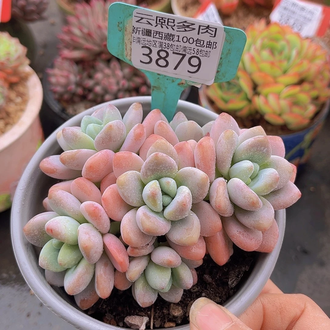 3879红洛神多肉植物