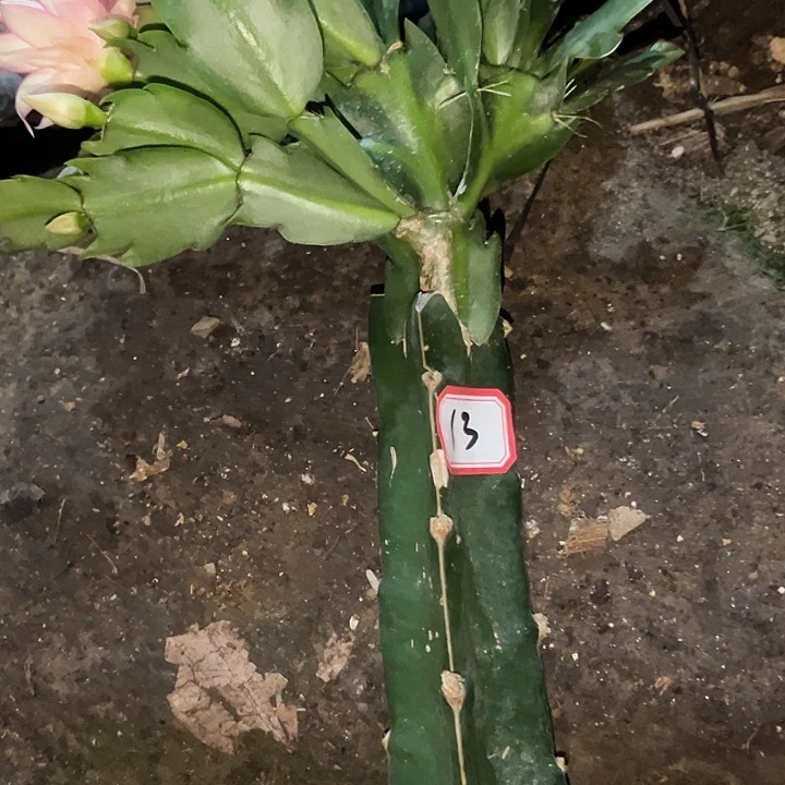 彝***姐，13号带盆073嫁接苗