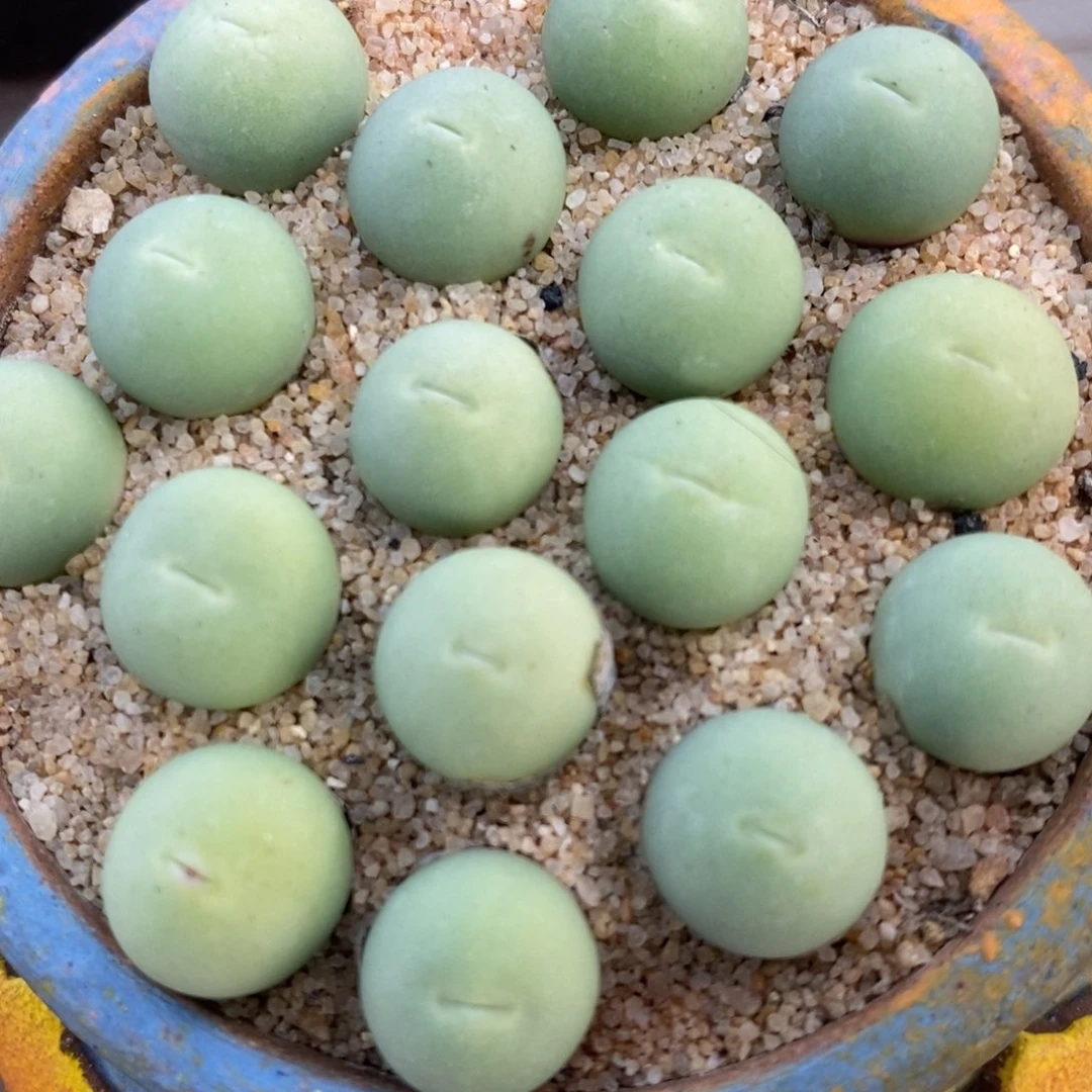 鸽子蛋1颗1厘米左右