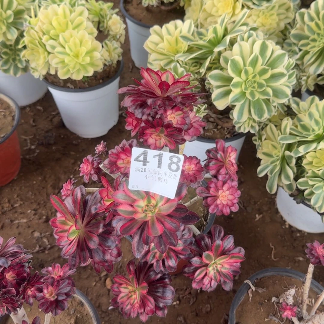 418号香法师清棚不包损
