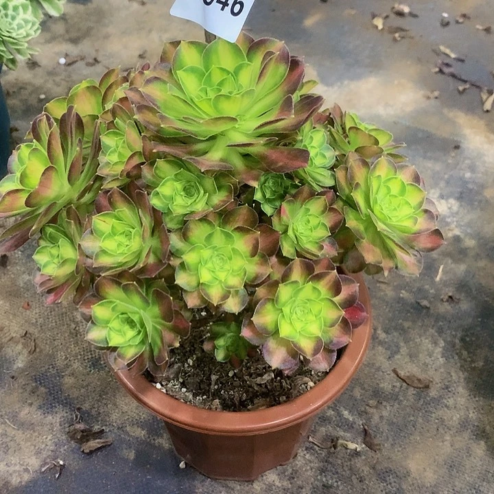 S*L多肉韶华64600