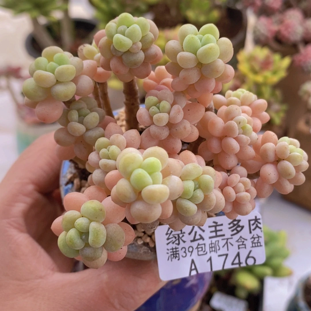 花朵鱼子酱老桩7cm1746多肉植物