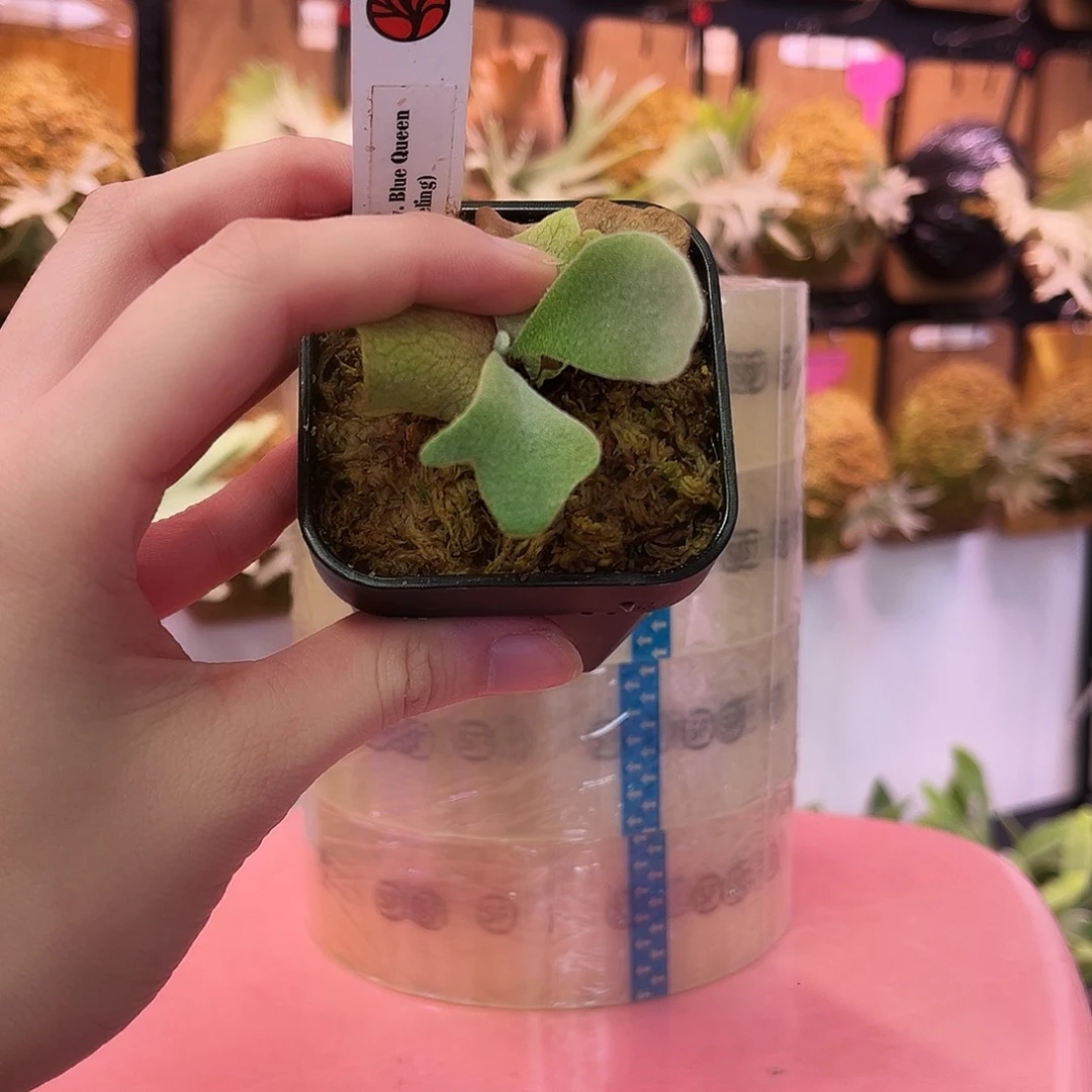 Nook 蓝皇后孢子苗