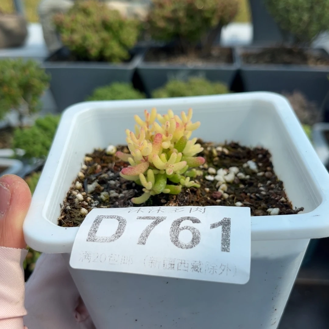 761假飞机猪枝干