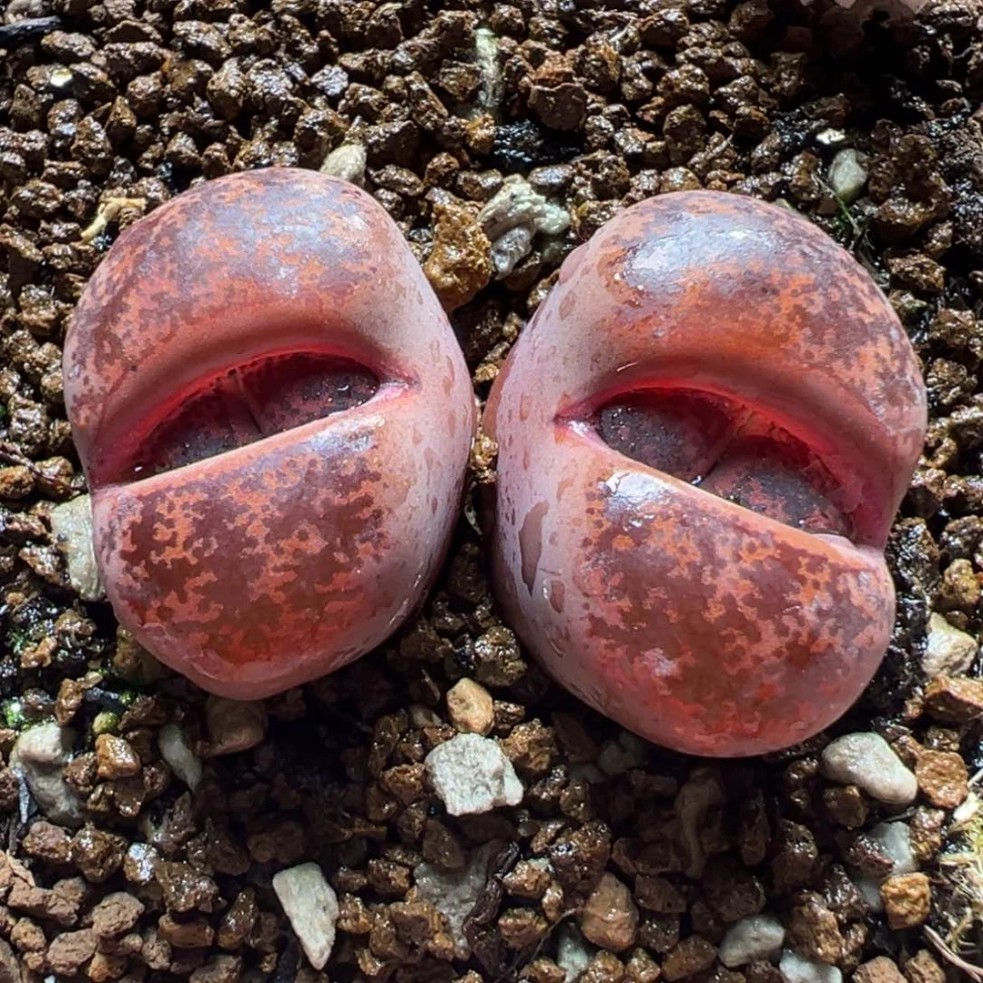 072多肉植物种类多样