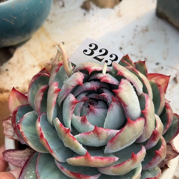 惊鸿惊鸿惊鸿323个叶展14默认裸根