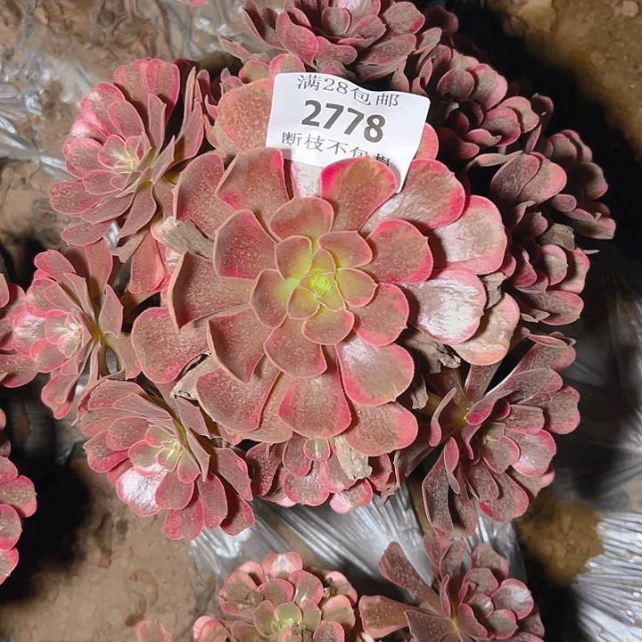 2778爱神多肉植物保护