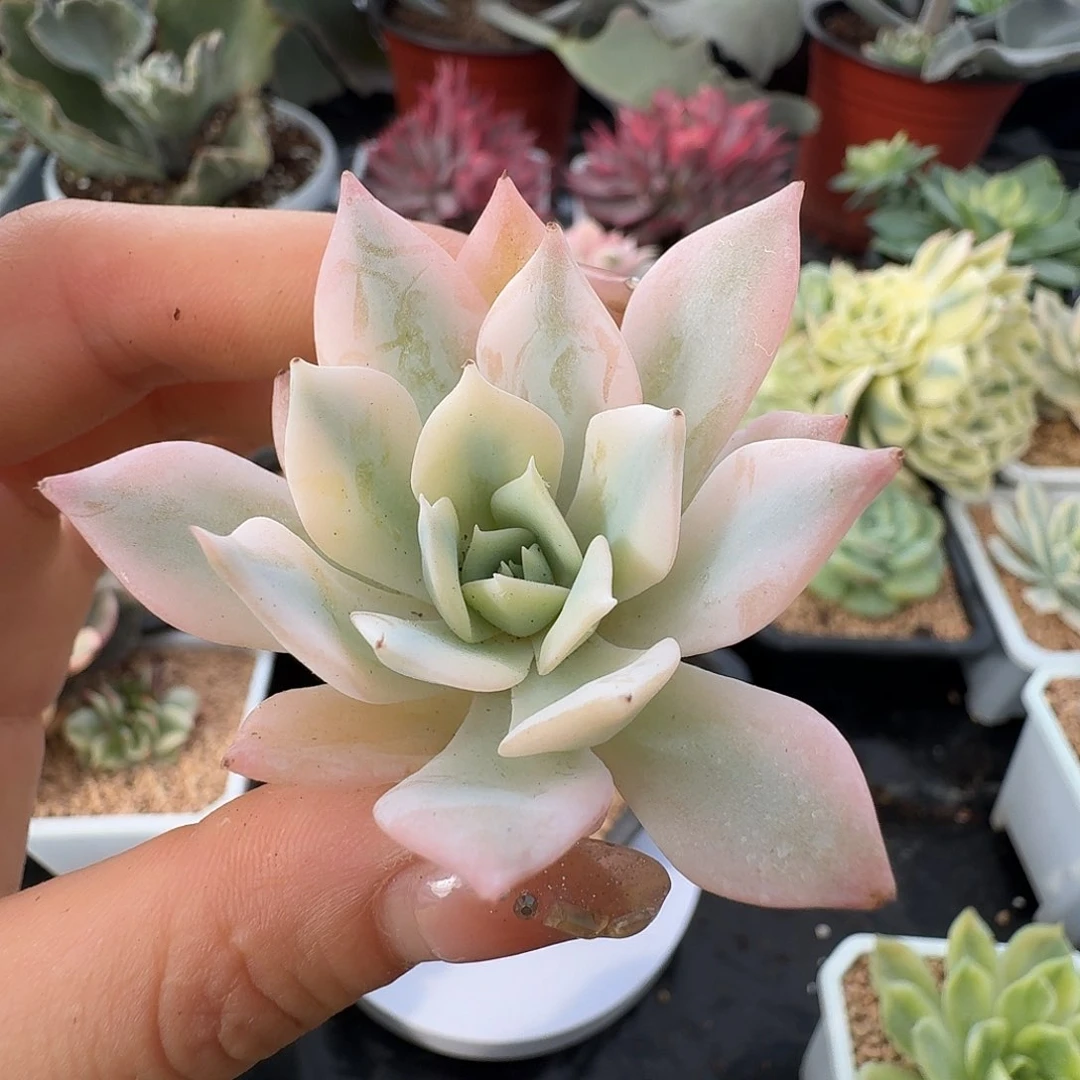 薄叶粉蓝鸟锦一物一拍