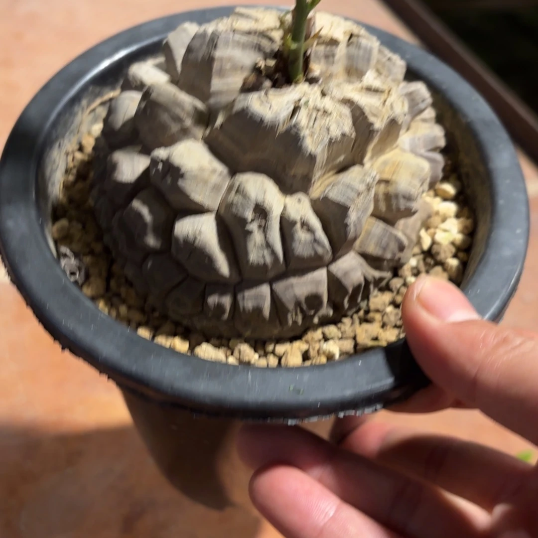 13日系南非龟甲龙带盆