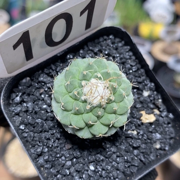 专拍101号实生菊水