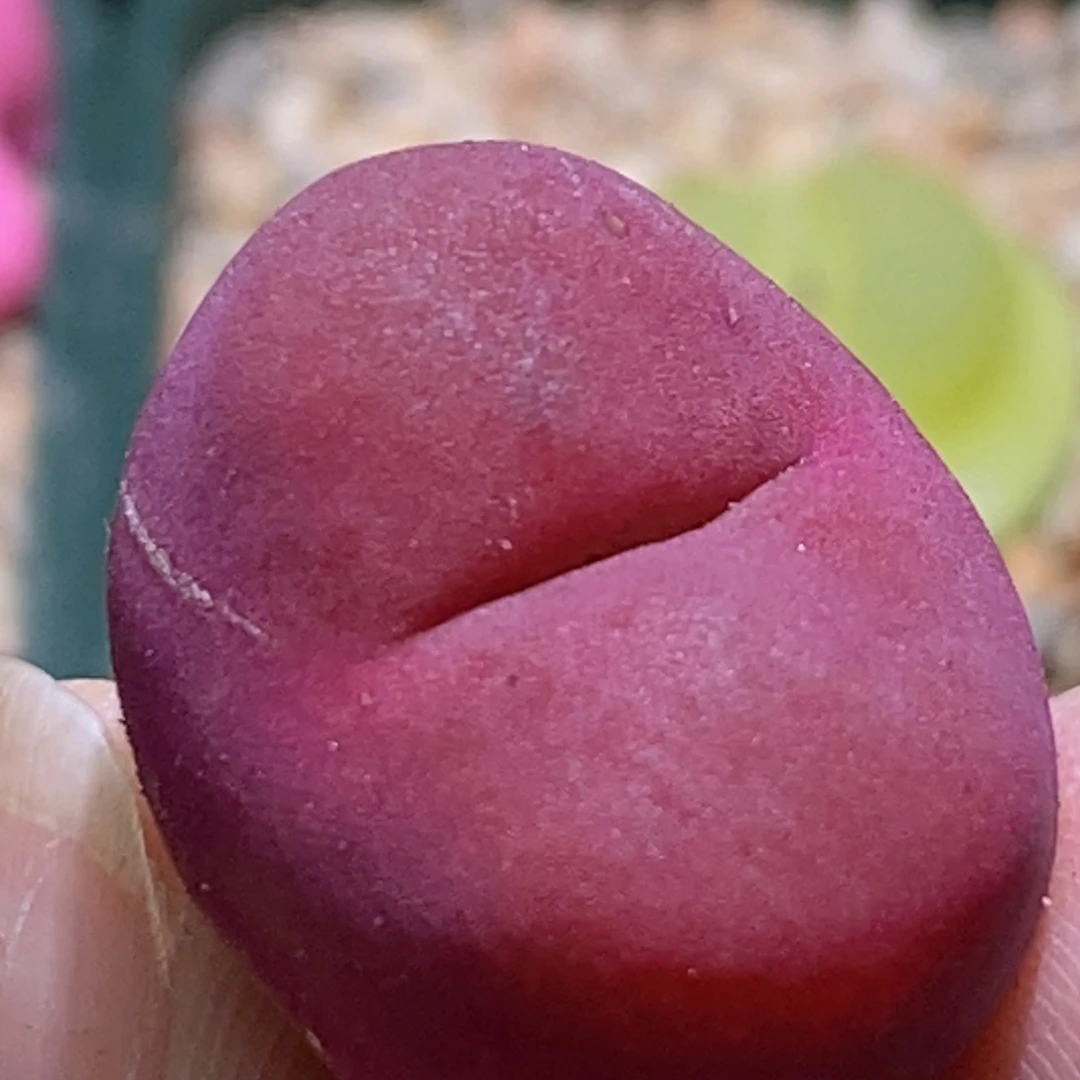 好看好看好看好看好看