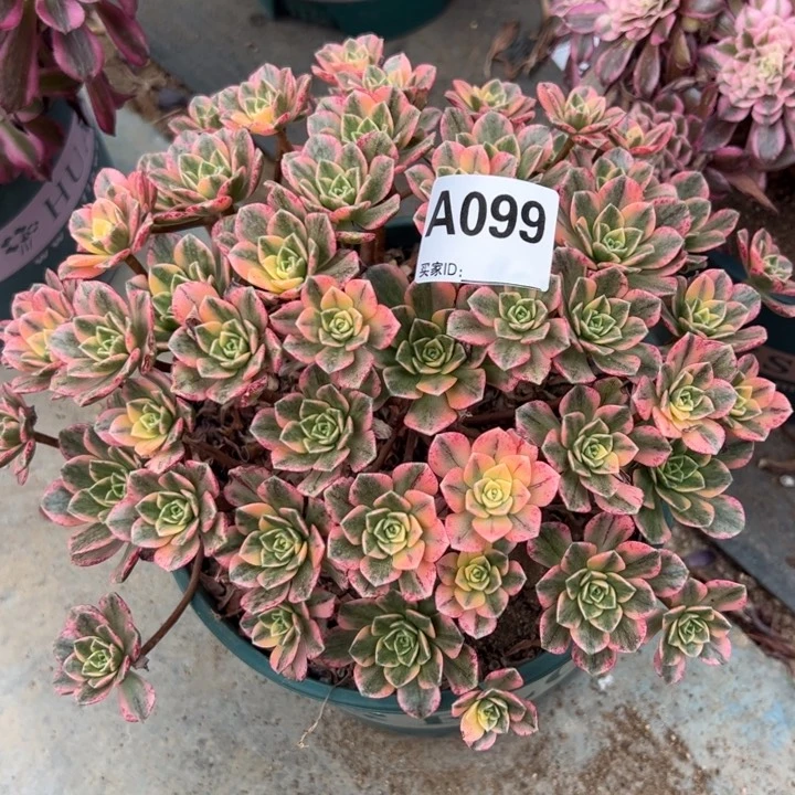 099甜茶22厘米左右