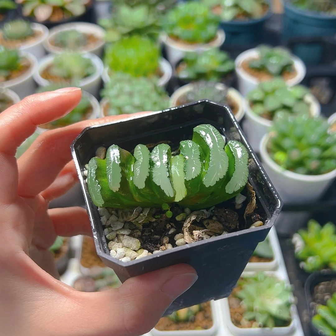 钻石玉扇玉露多肉植物一颗