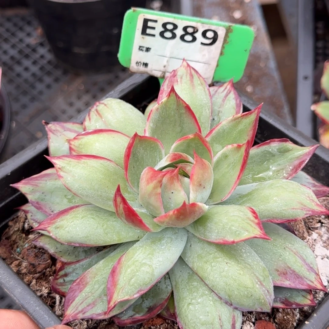 惊鸿一物一拍包装收缩花旱889