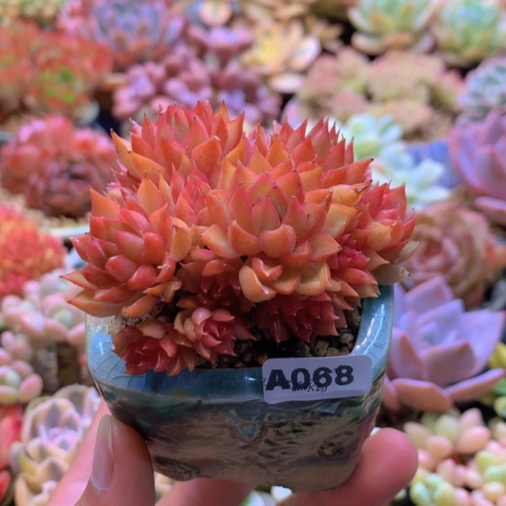 一物一拍含盆土满38包邮A068