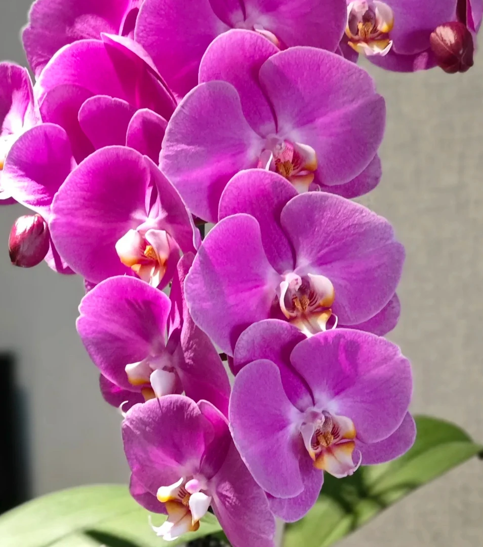 福利大花粉宝图单花剑蝴蝶兰2.5寸杯一棵