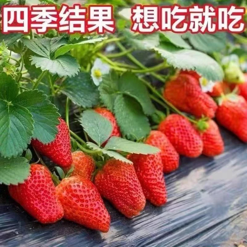 新手四季奶油草莓带盆带土室内盆栽地栽南北方种植易活当年结果