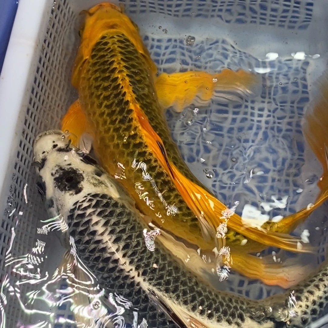 锦鲤冷水锦鲤包邮